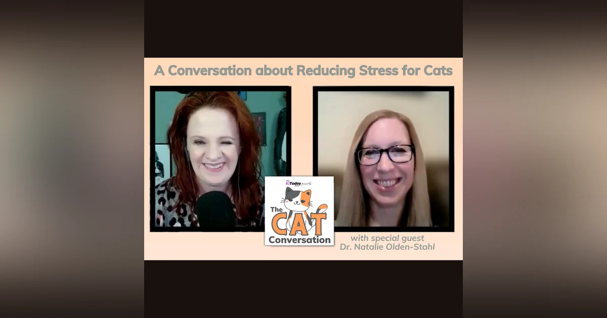 Reducing Stress for Cats: A Conversation with An Integrative Veterinarian