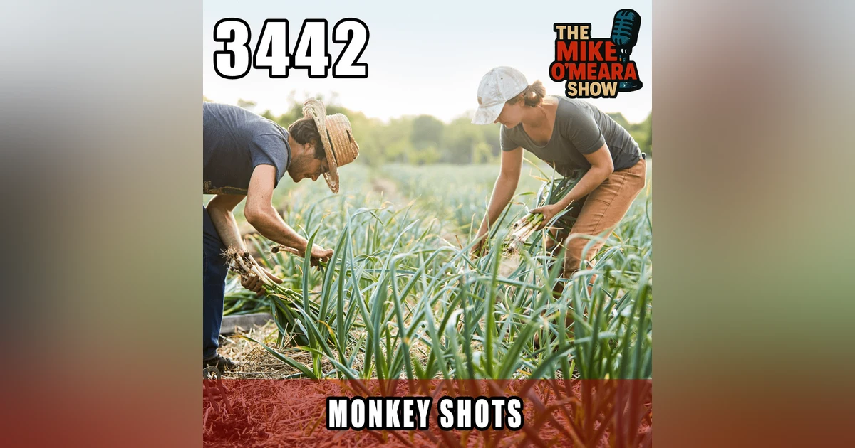#3442: Monkey Shots