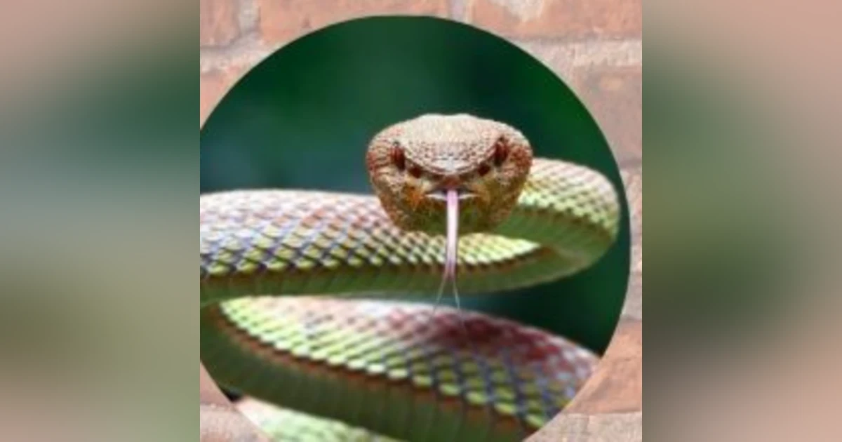 Ifa & The Snake