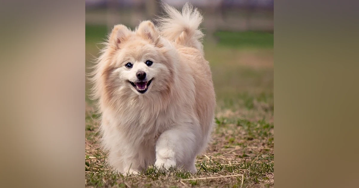 A Dog's Life