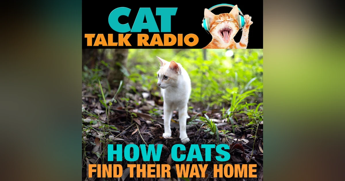 How Cats Find Their Way Home — The Science Behind the Homing Instinct