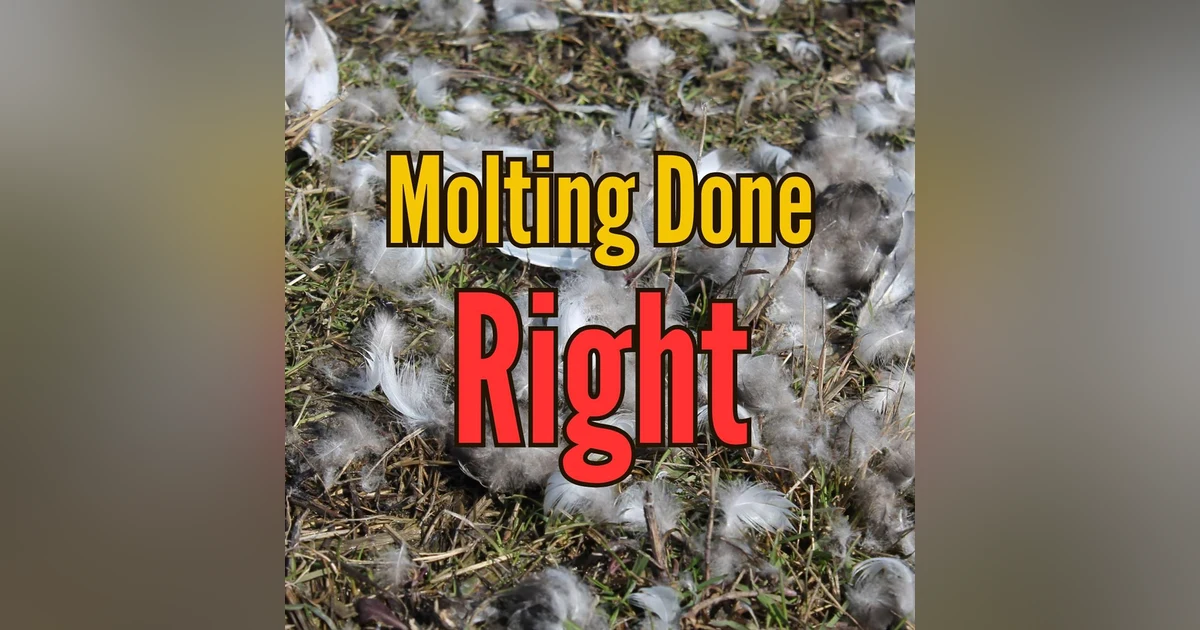 Molting Done Right: A Gentle Non-Fasting Approach for Backyard Chickens