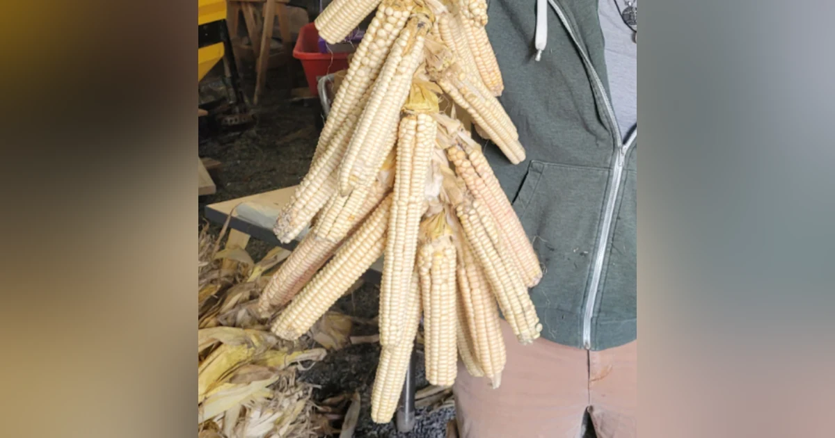 Corn