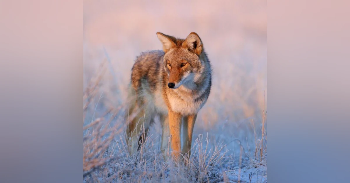 Coyote America: A Natural and Supernatural History