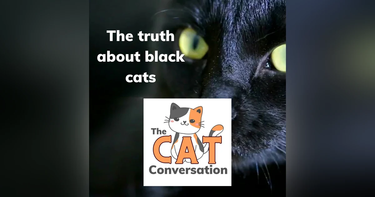 Black cats myths and mysteries explained!