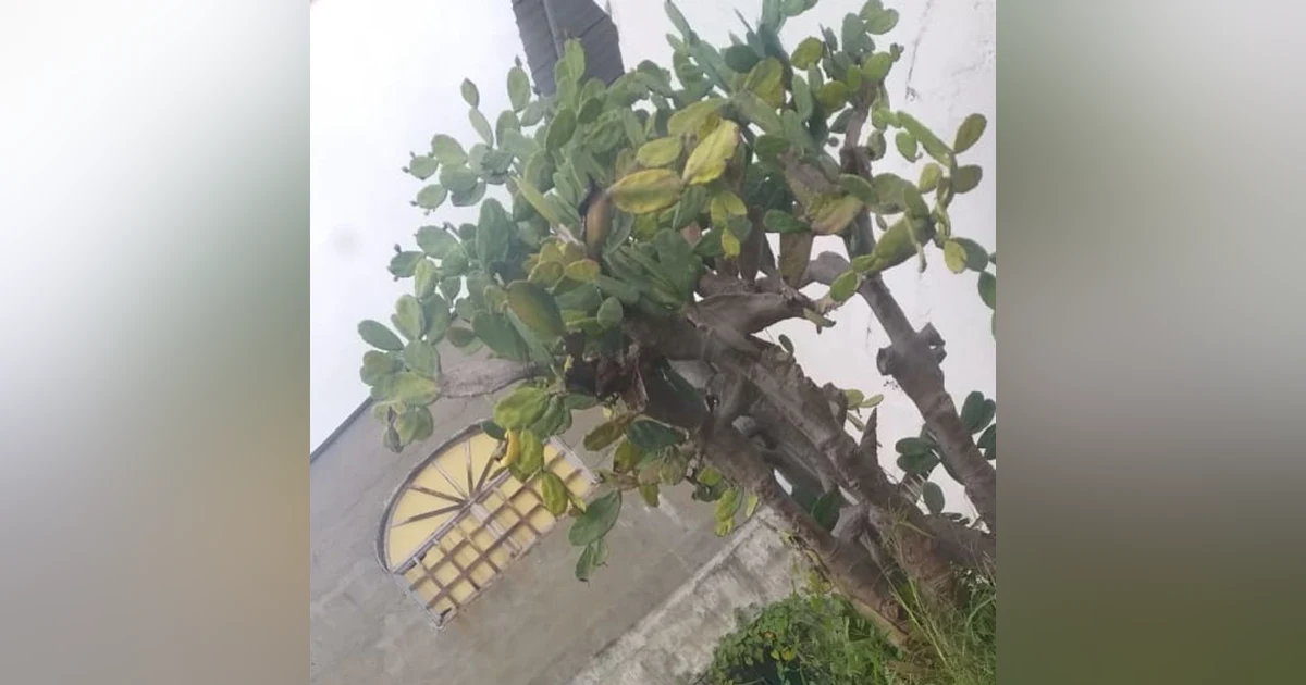 Historias de Miedo en Vivo 30 de Noviembre 2020 Los Duendes del Nopal