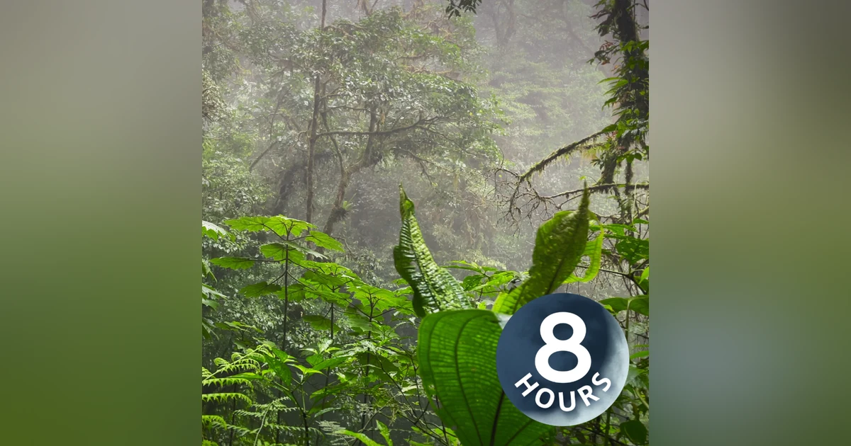 Tropical Rainstorm Sounds in Rainforest | 8 Hour Rain White Noise (No Thunder)