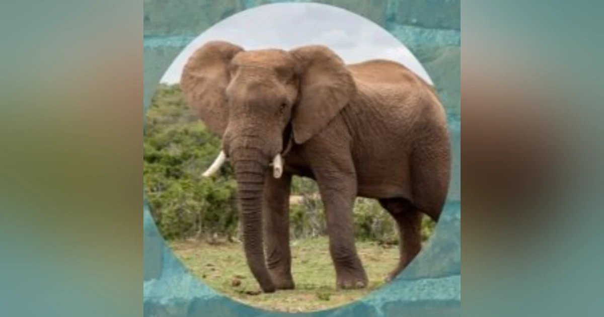 Ifa & Animals: The Elephant