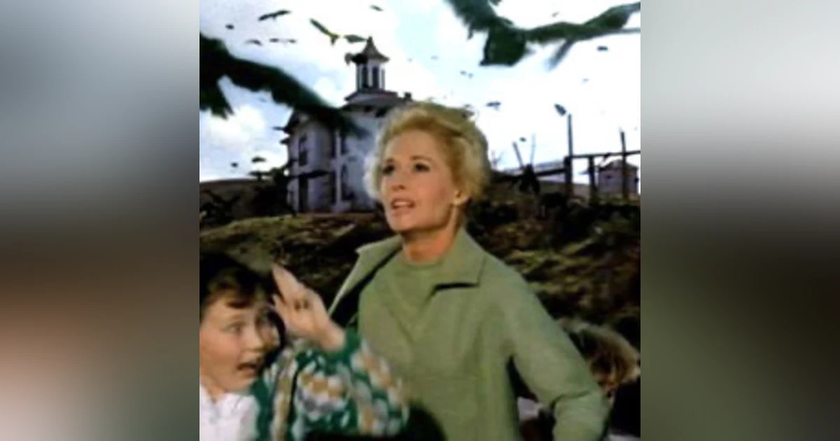 The Birds. Alfred Hitchcock 1963