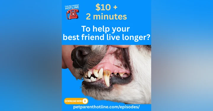 image for The $10 Dental Kit: Your Secret Weapon for a Longer-Living Pet