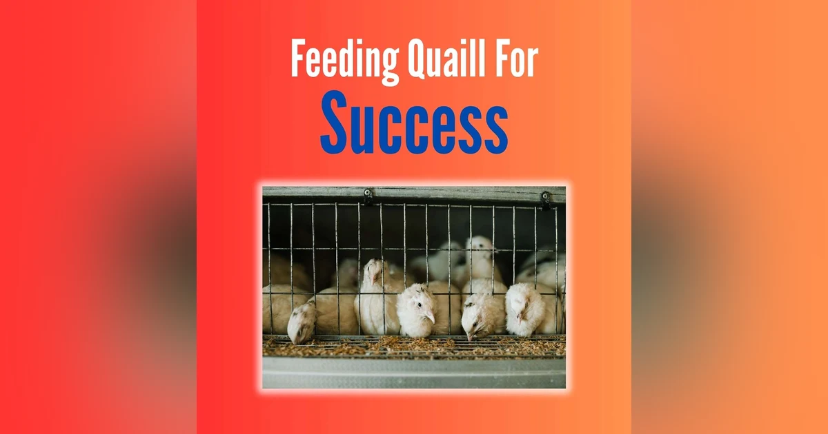Feeding Quail For Success