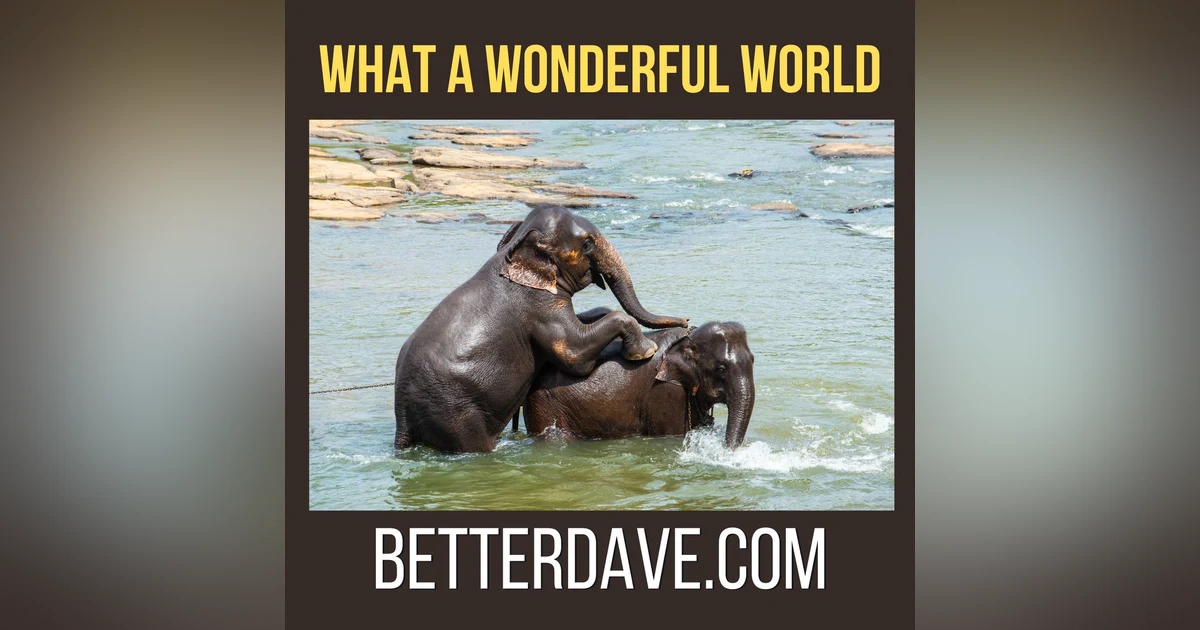 What A Wonderful World