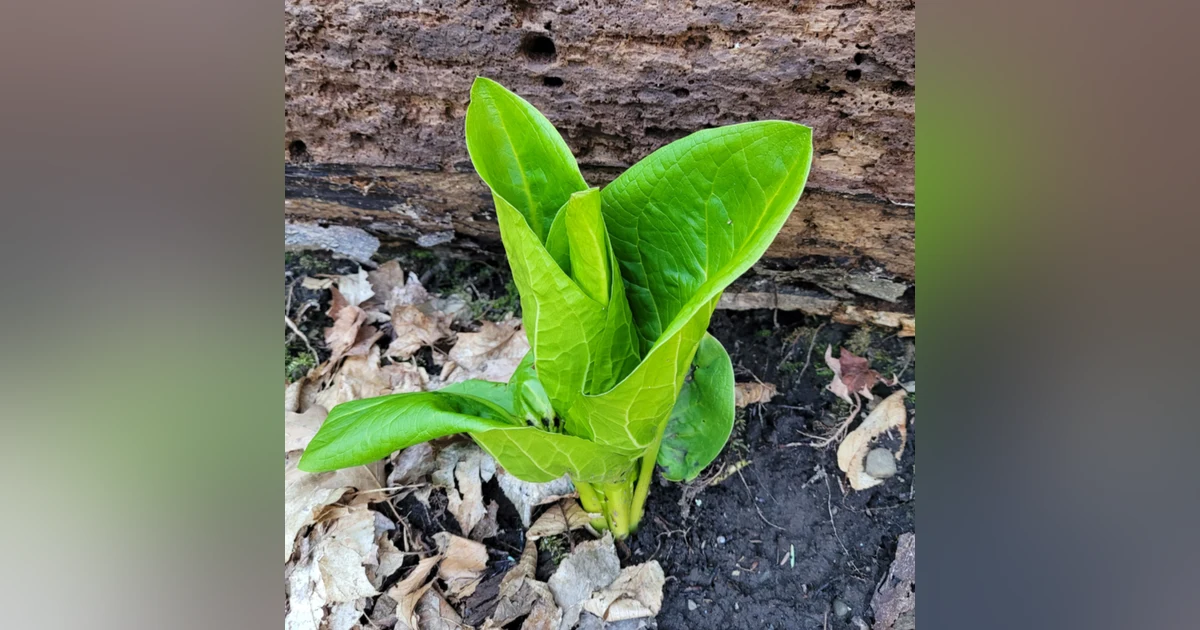 Skunk Cabbage