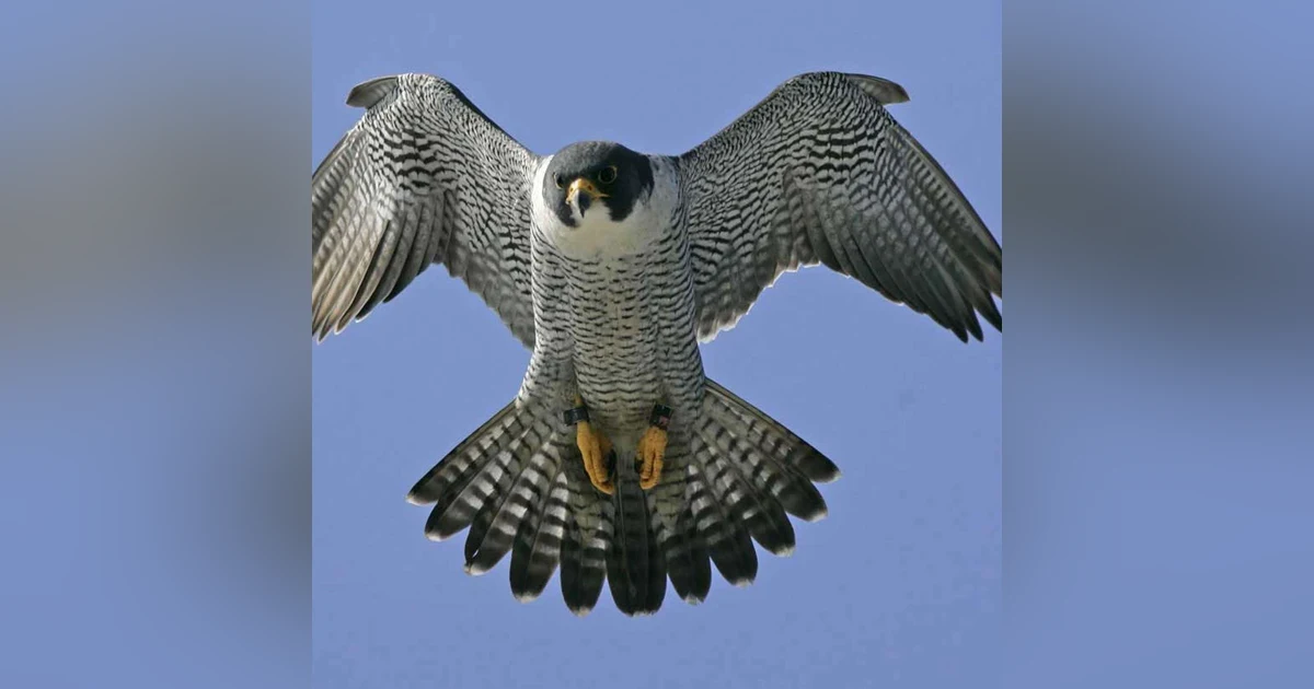The Falcon Part 2