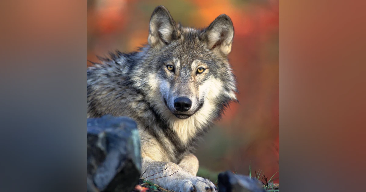Gray Wolves: Predator or Victim ?