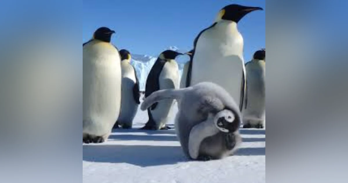S6 E8: 100 Seconds to Midnight: The Story of the Sixth Mass Extinction