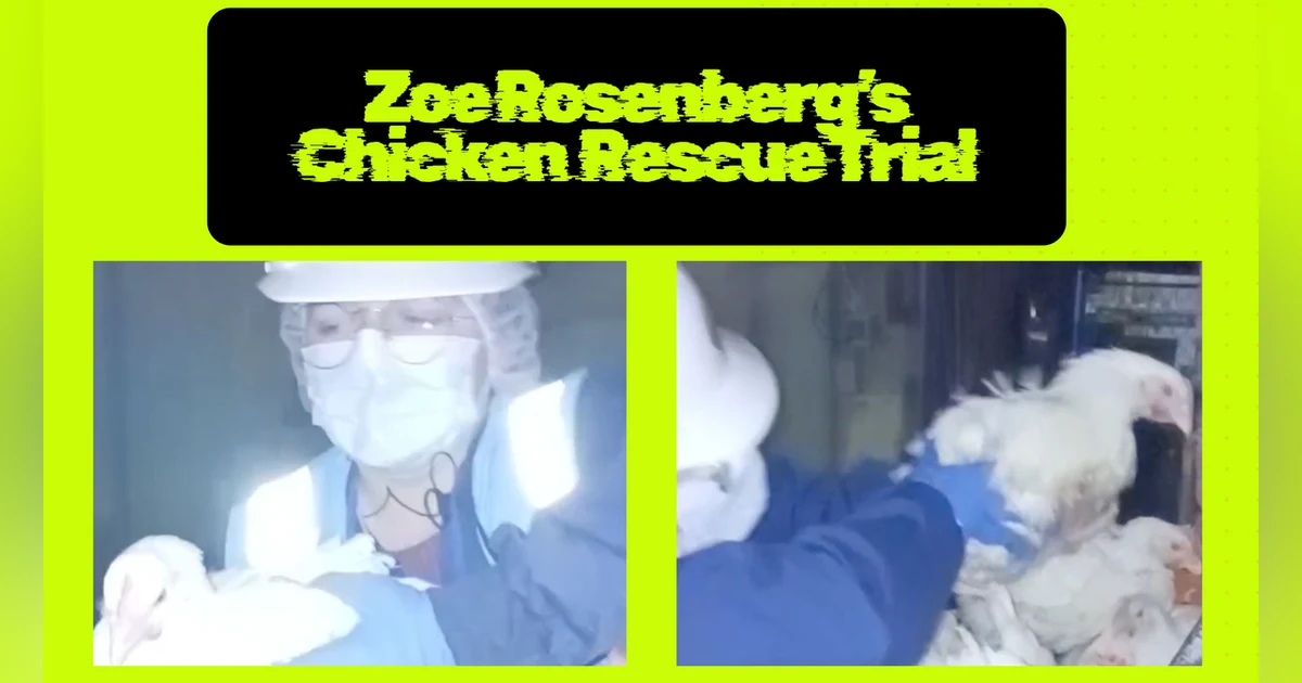 Day 1 of Chicken Rescue Trial