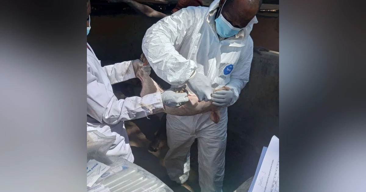 Safeguarding Pigs from Viral Threats: The Fight Against African Swine Fever in Nigeria
