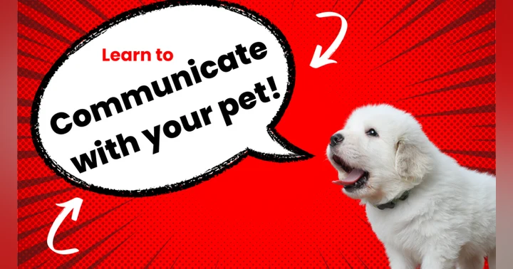 image for Nonverbal Communication: The Key to Clarity with Your Pet