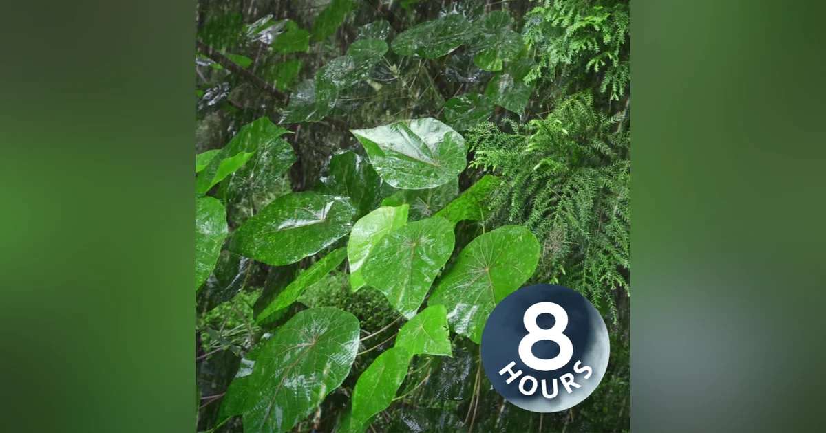 Heavy Rain in Tropical Forest | Rainstorm Sounds (Natural White Noise) 8 Hours