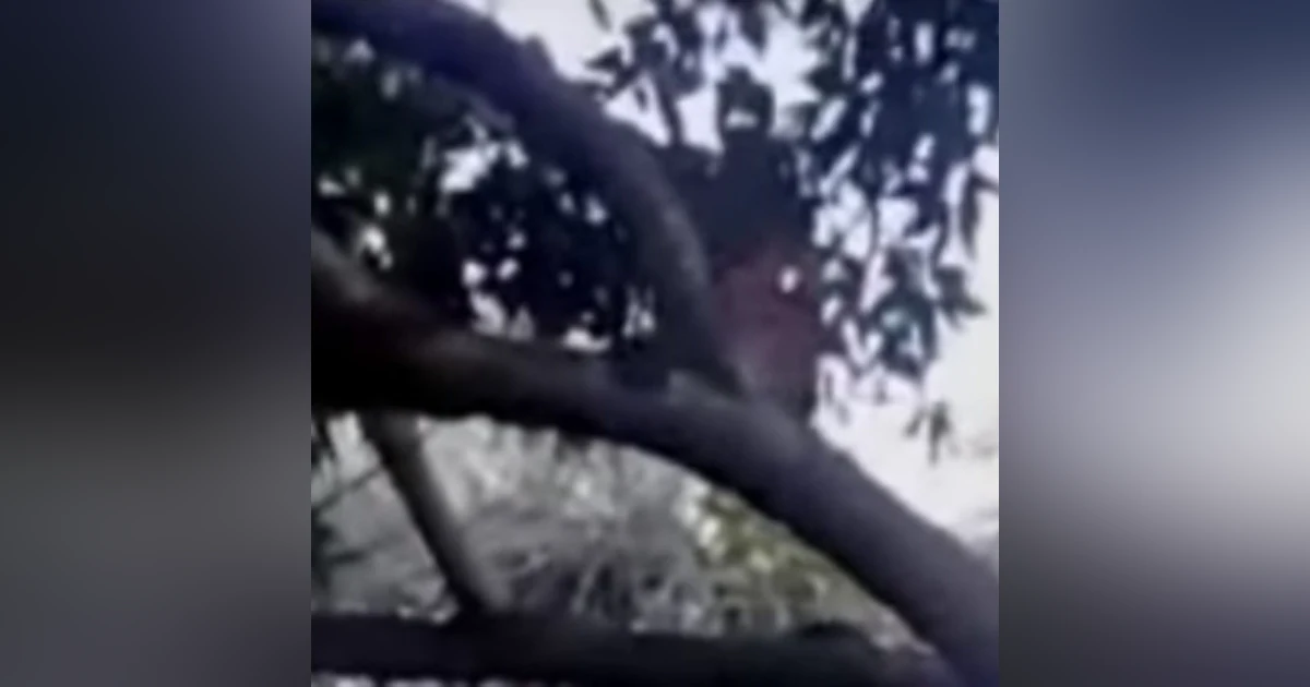 Historias de Miedo Mayo 13 2020 EL DUENDE DEL ÁRBOL