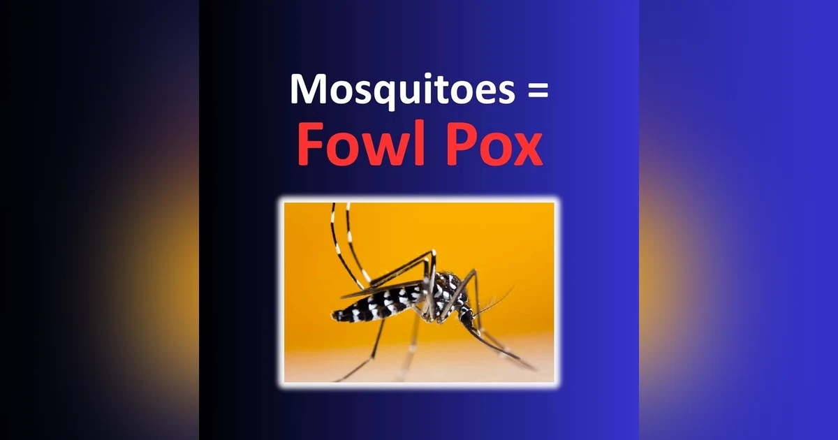 Fowl Pox in Poultry: What It Is, How It Spreads, and How to Protect Your Flock