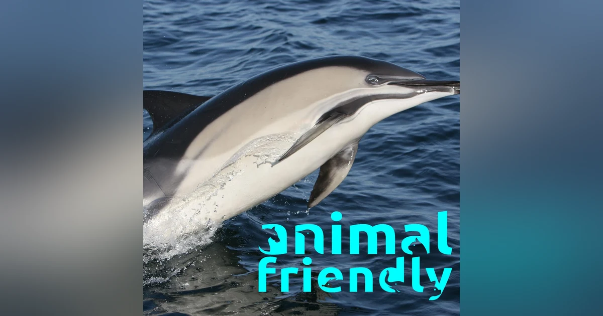 4. Whale Tales and Dashing Dolphins