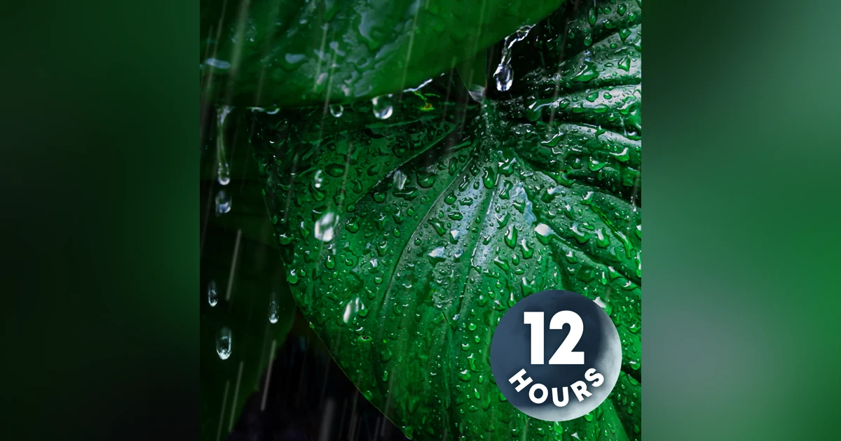 Very Heavy Forest Rainfall for the Best Deep Sleep and Meditation | No Ads & No AI