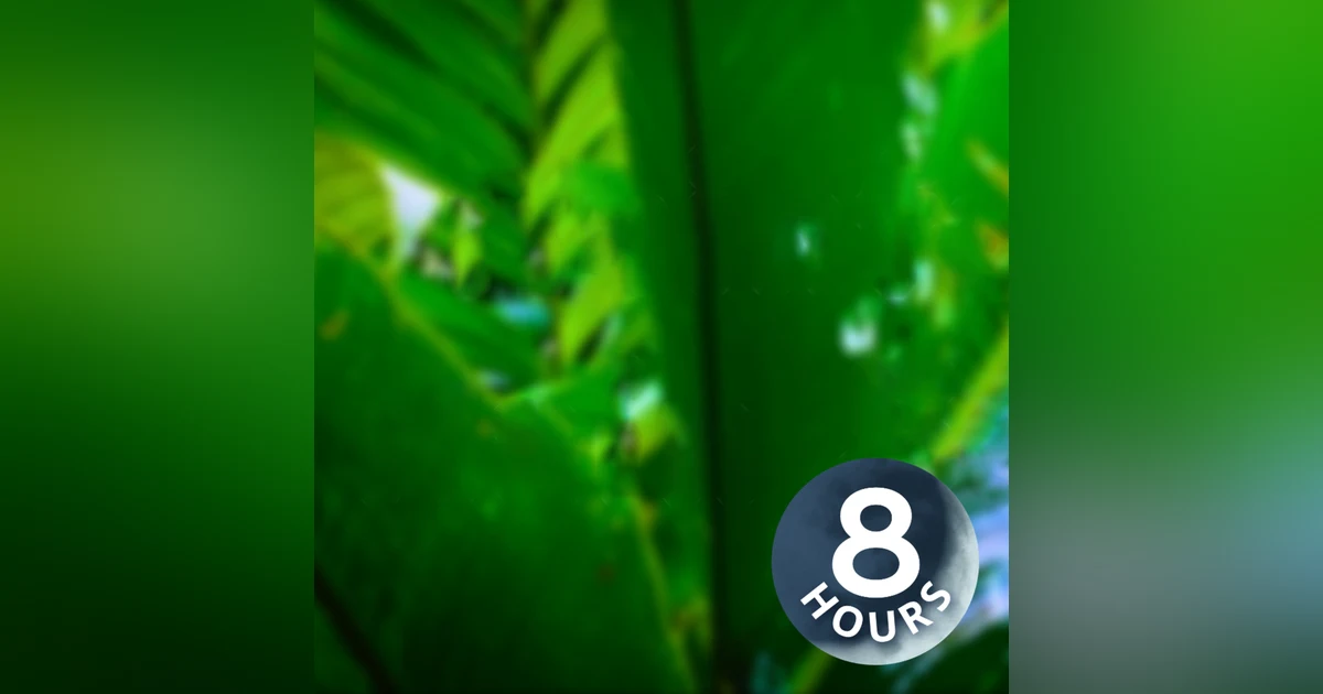 Rainforest Rain Sounds for Relaxation 8 Hours | Sleep or Study | White Noise