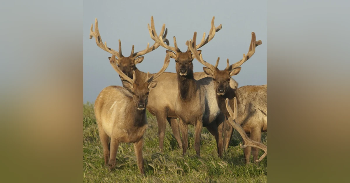 Tule Elk with Orlando Rocha and Tom Batter