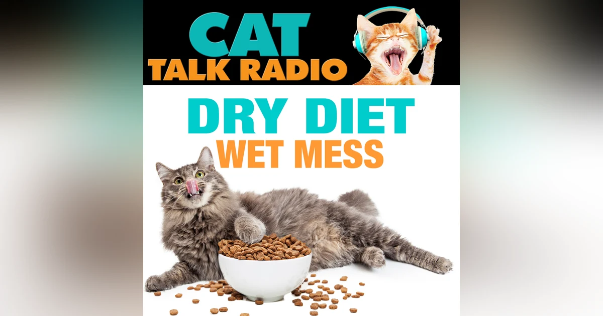 Dry Diet, Wet Mess: The Double Danger Lurking in Your Cat's Bowl