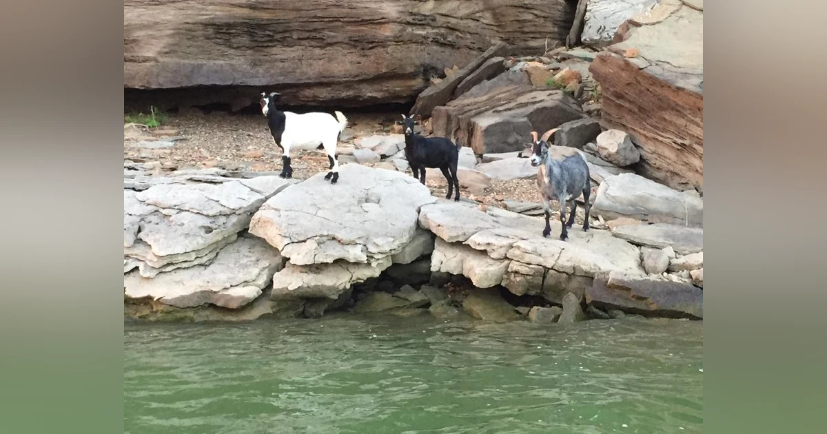 Goat Island - Park Hill, Oklahoma