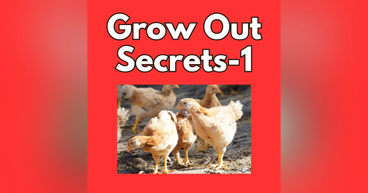 Grow Out Secrets: What Your Young Flock Is Telling You-Part 1