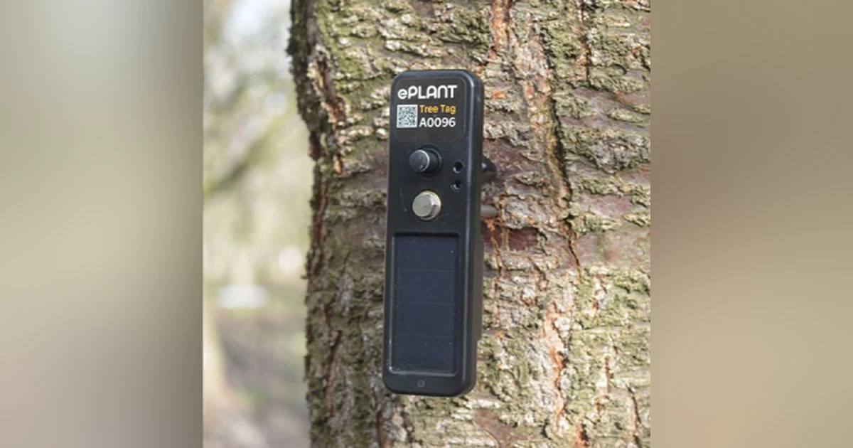 Trees Are Stressed Out,  We Need To Talk With Them