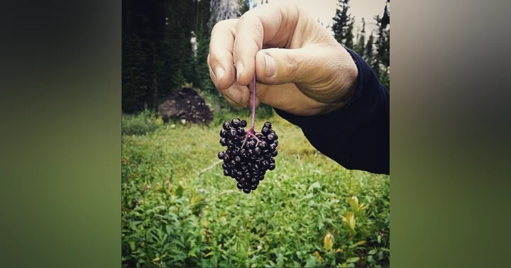 image for Elderberry Syrup