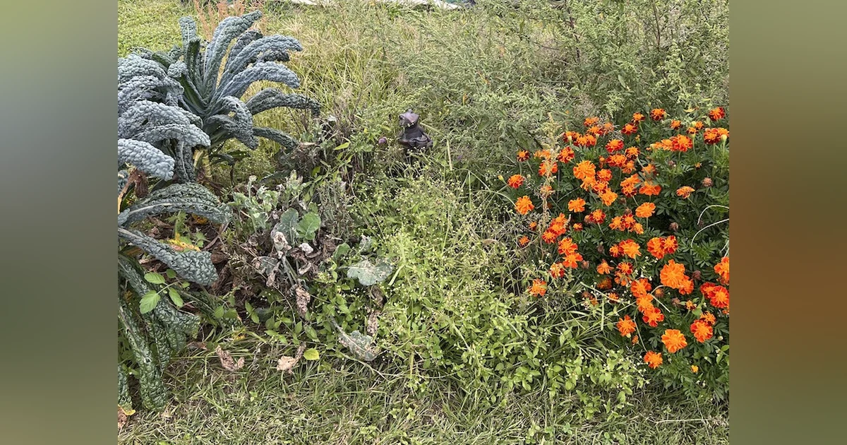 93. The Reluctant Gardener - Part 2