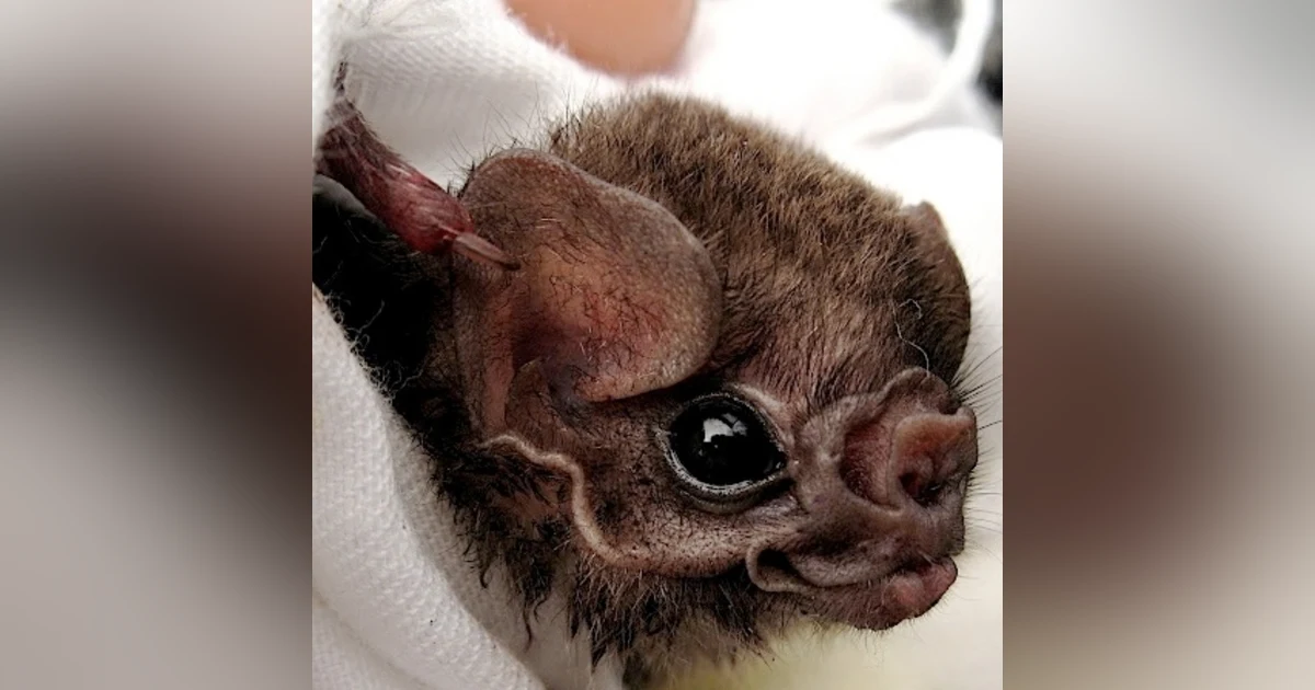 Gerry Carter, VAMPIRE BATS!