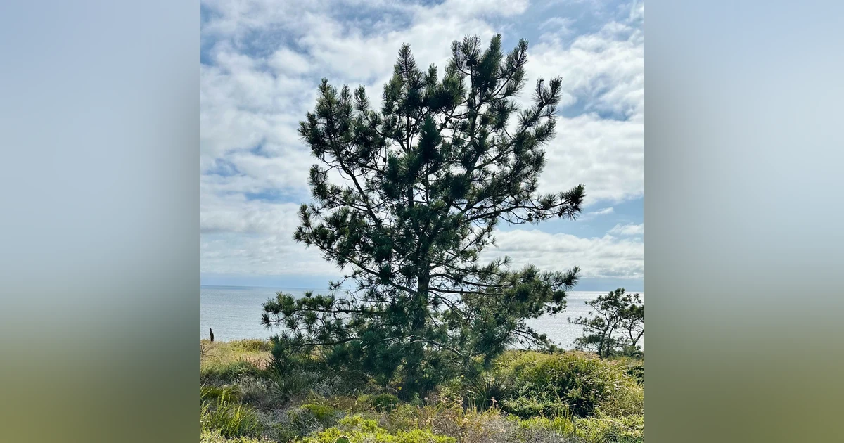 Torrey Pines with Jon Rebman