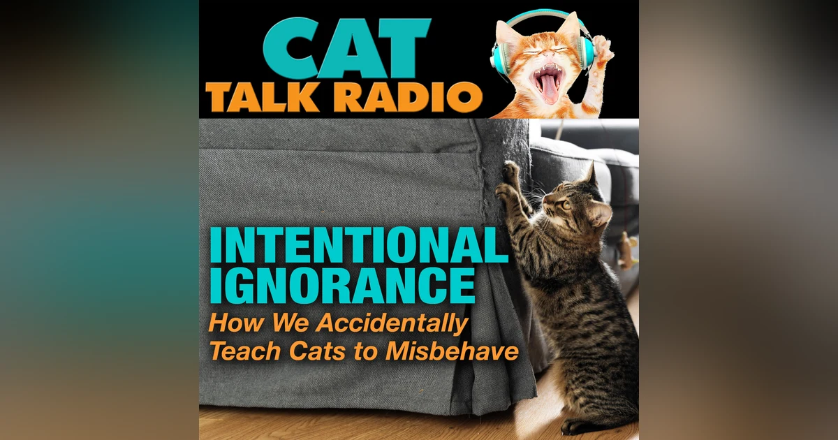 Intentional Ignorance: How We Accidentally Teach Cats to Misbehave