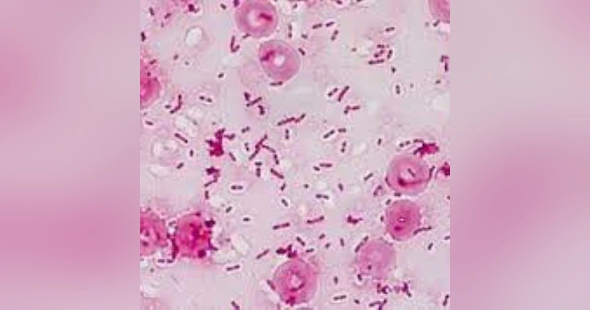 S2 E1: Neglected Tropical Disease: The Potential of Burkholderia pseudomallei