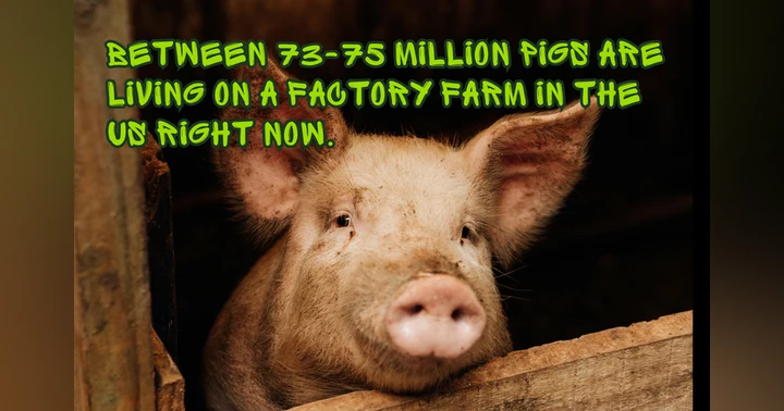 image for Factory Farms: The Pig's Story