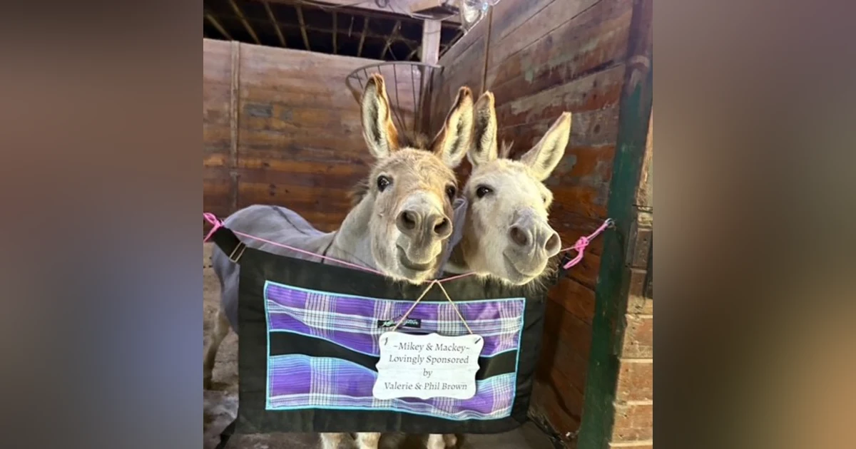 Donkeys