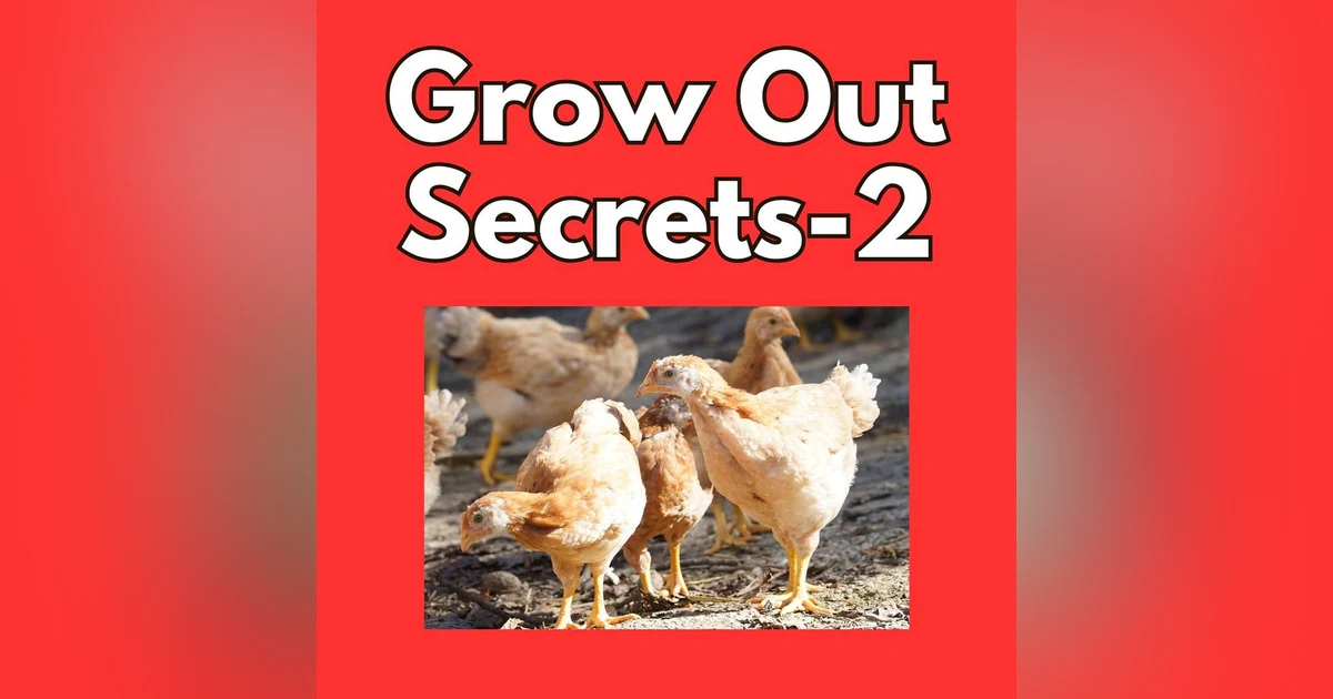 Grow Out Secrets: What Your Young Flock Is Telling You-Part 2