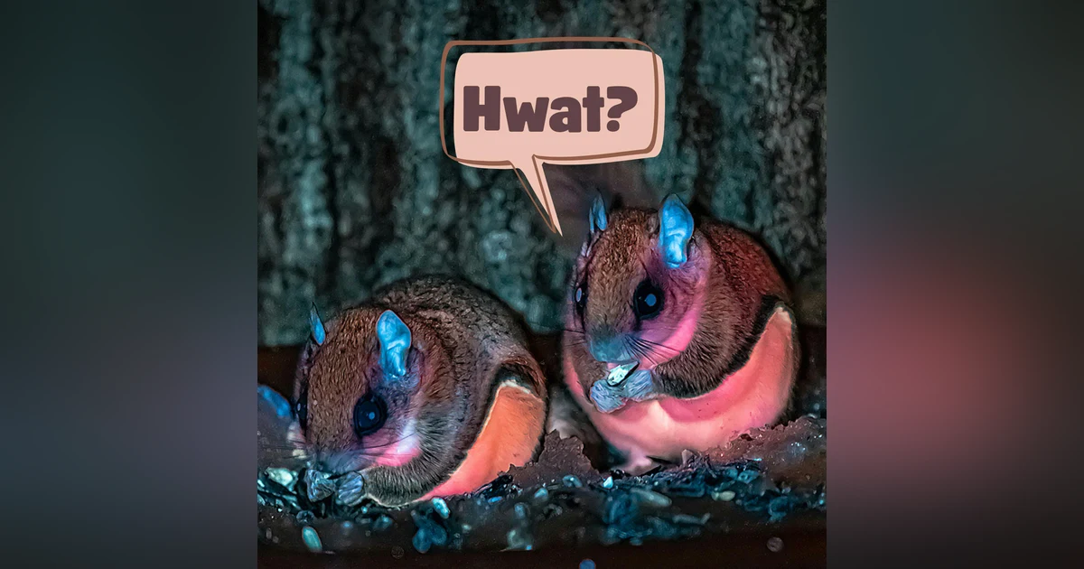 27: My Whole Life is Wait Now What About Frogs