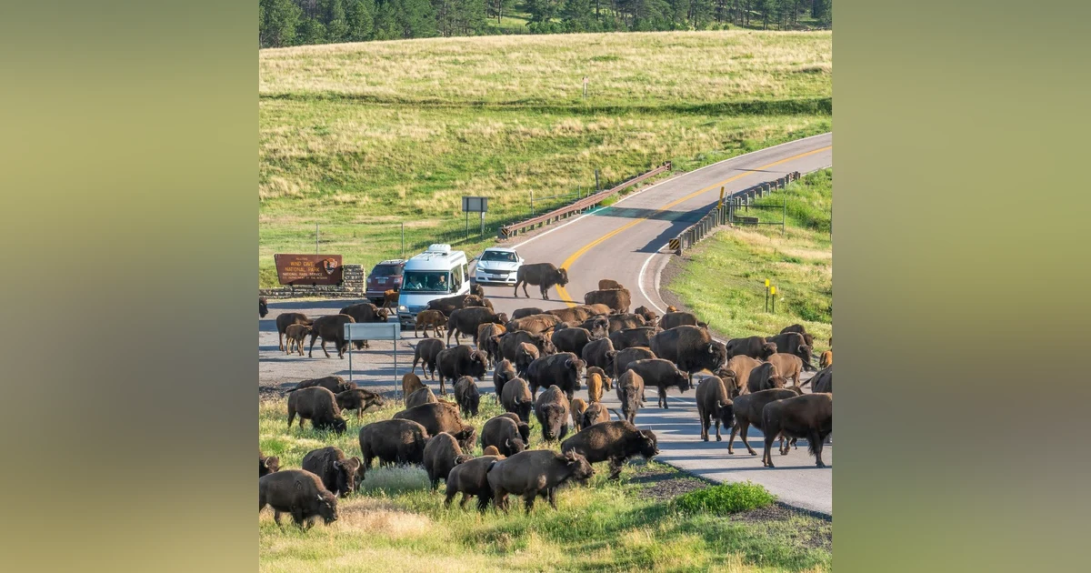 #95: Custer State Park and the Black Hills