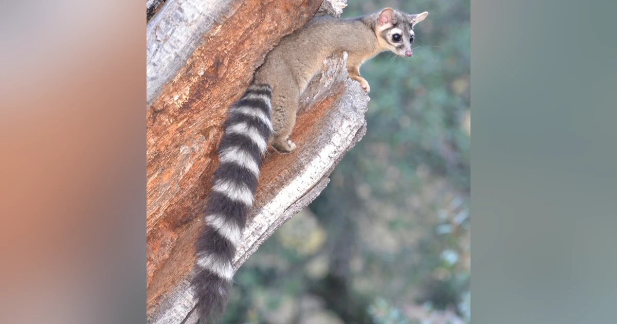Ringtails with Dave Wyatt and Kristyn Schulte