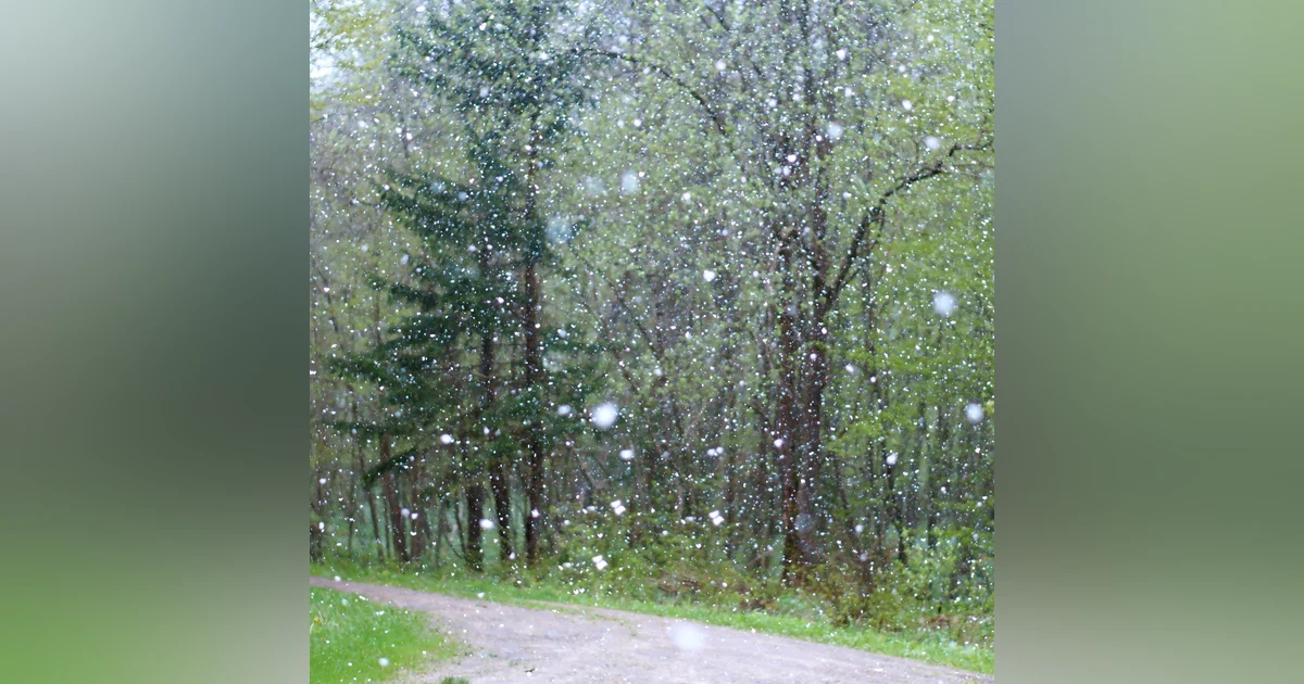 Summer Rainforest  8 Hours of Serene Woodland Sounds and Soothing Rain