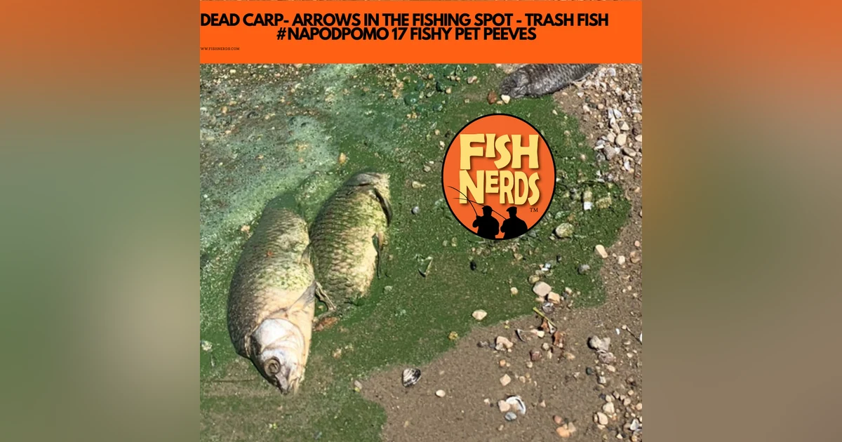 DEAD CARP- ARROWS IN THE FISHING SPOT - TRASH FISH   #NAPODPOMO 17 FISHY PET PEEVES