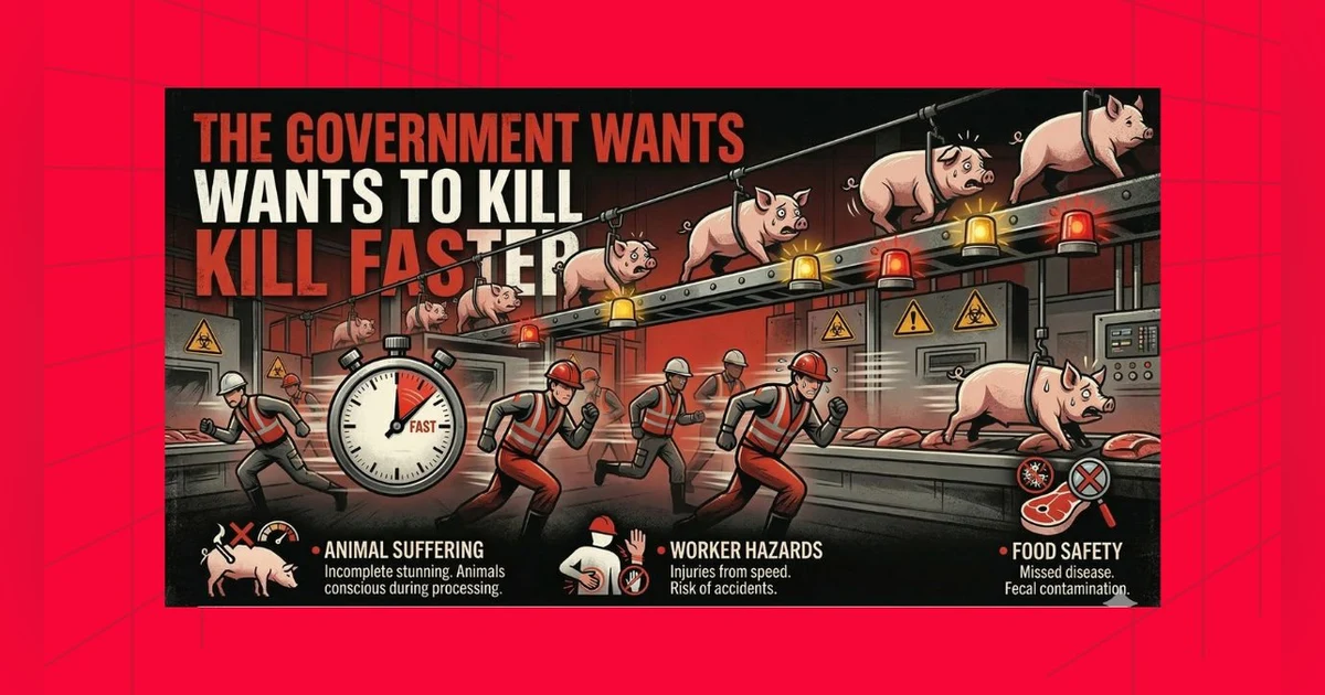 Shocking USDA Move: Faster Slaughter, Bigger Risks!