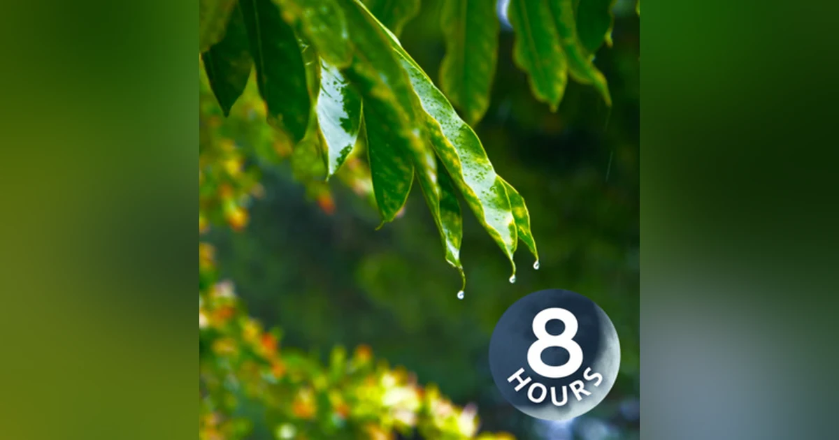 Raindrops Sounds for Sleeping or Studying with Wind White Noise 8 Hours
